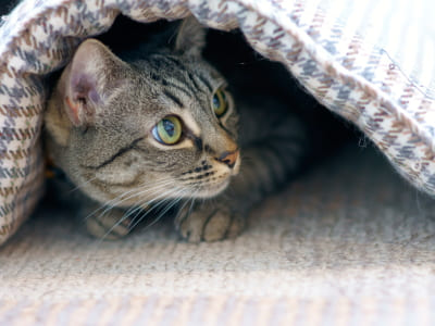 保護猫